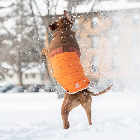 Camplife Retro Orange Dog Puffer Jacket – Water-Repellent & Sherpa-Lined - Purekind Living