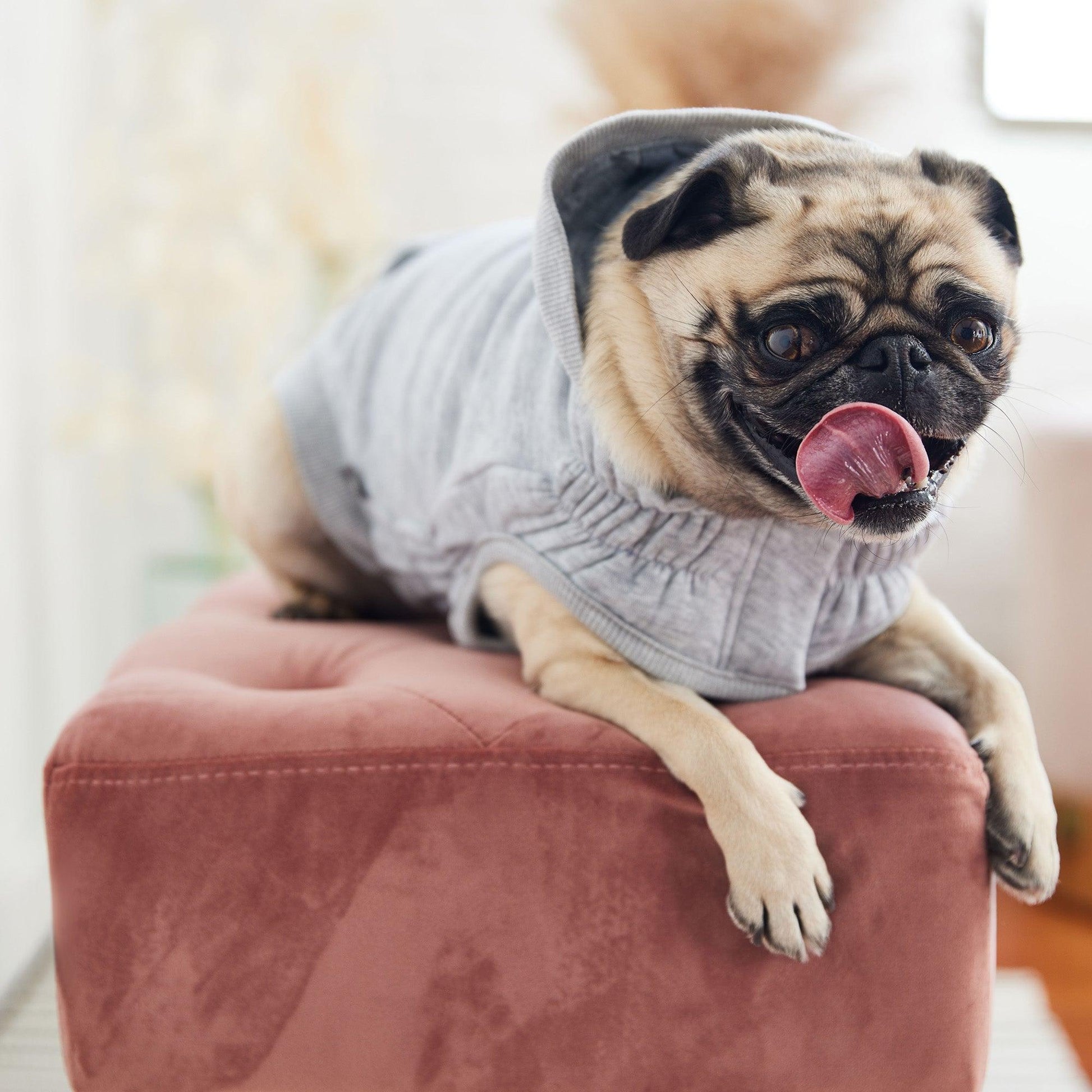 Cozy fleece hoodie for dogs with retro hood and snug fit